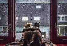 В Украине – новая волна похолодания, с заморозками и со снегом