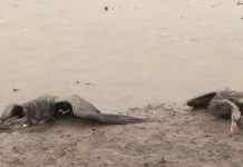 В Херсонской области снова зафиксирована массовая гибель птиц