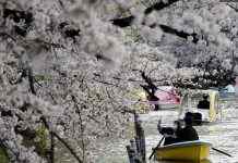 В Японии цветение сакур началось аномально рано