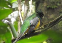 В мире учёные всё чаще выявляют новые виды представителей фауны