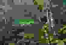 Тропические леса восстанавливают с помощью отходов кофе