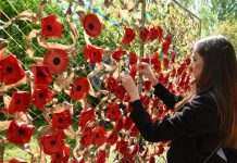 День пам’яті та примирення: правоохоронці нагадали, яку символіку заборонено використовувати