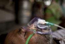 Індія бореться з новою загрозою: кількість летальних випадків збільшилася