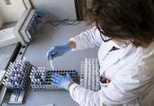 В Індії виявили новий небезпечний вірус у кажанів: немає ліків та вакцини