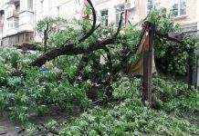 В Полтаві дерево впало на літню терасу кафе