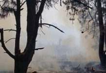 Пожежа на Хортиці: директор заповідника назвав ймовірною версію про підпал