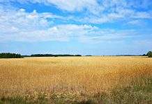 Названа середня вартість продажу землі за перший місяць від старту ринку