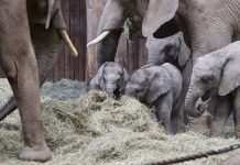 У Британії можуть заборонити утримання слонів у зоопарках: тварини страждають у неволі