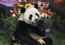 Гігантські панди більше не вважаються зникаючим видом в Китаї