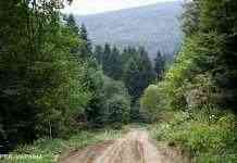 В Карпатах під час збирання грибів загубилися четверо дітей, пошуки продовжуються