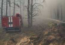 У Луганській області спалахнули лісові пожежі