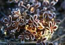 Вночі в низку областей прийдуть заморозки: синоптики розповіли в які