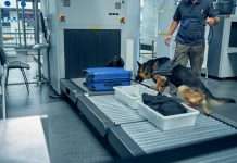 В ОАЕ собак навчили виявляти COVID-хворих