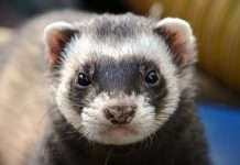 У США перший випадок COVID у тхора. Заразився від людини