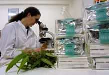 WADA може виключити канабіс зі списку заборонених препаратів