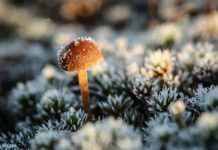 В Україну на наступному тижні прийдуть перші заморозки