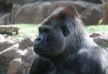 COVID-19 атакує тварин: у зоопарку Атланти захворіли горили