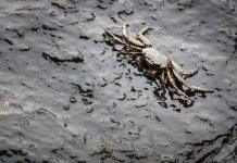 Розлив нафти в Каліфорнії: за справу взявся Генеральний прокурор штату