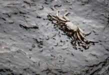 Витік нафти в Каліфорнії: слідчі назвали причину