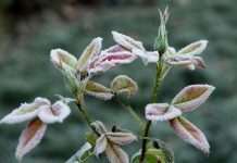 Заморозки на вихідних охоплять майже всю Україну: де погіршиться погода