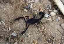 В Єгипті через нашестя скорпіонів загинули троє людей. Більше 400 були поранені