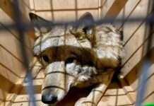 Видавали нехарактерні звуки: з України намагалися вивезти живих вовків під виглядом лайок