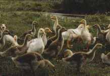 У Франції стався спалах високопатогенного пташиного грипу