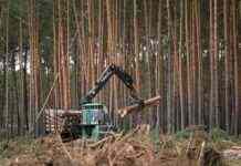 Лідери понад 100 країн обіцяють покінчити зі знищенням лісів до 2030 року