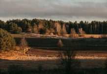 Естонія встановила дротяне загородження на кордоні з Росією