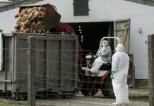 Восьмий спалах за рік. У Південній Кореї зафіксували новий осередок пташиного грипу H5N1