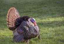 У Данії стався спалах високопатогенного пташиного грипу на індичій фермі