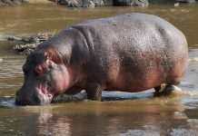 У бельгійському зоопарку бегемоти заразилися коронавірусом