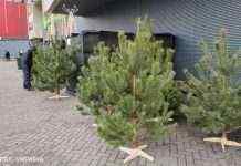 У Києві каратимуть за незаконну вирубку ялинок: розмір штрафів