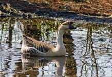 Епізоотичний осередок. Частину Луганської області взяли під нагляд: що сталося
