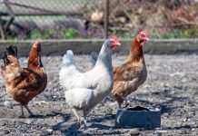 В Ізраїлі пташиний грип згубив диких журавлів і ферми: сотні тисяч птахів знищать