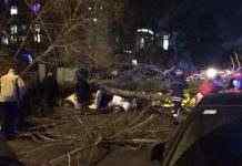 У Києві дерево впало на автомобіль, загинув водій