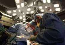 У США лікарі вперше пересадили людині серце генетично модифікованої свині