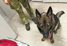 В аеропорту “Бориспіль” службовий пес виявив майже 2 тисячі таблеток з наркотиками