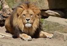 Вчені довели передачу коронавірусу від людини тваринам