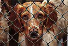 Через війну в притулку під Києвом загинули понад 300 тварин