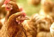 У Китаї виявлено перший випадок захворювання людини вірусом пташиного грипу H3N8