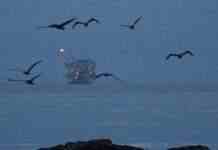 ЄС виключив заборону на доставку нафти з шостого пакету санкцій проти Росії, – FT