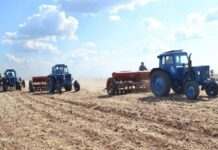 В Україні очікується врожай зернових на рівні 65% минулорічного, – експерт