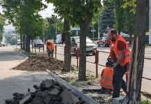 На центральному проспекті міста Кам’янського висаджують молоді дерева