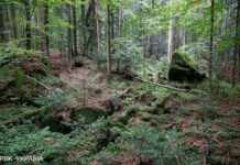 У Волинській області заборонили відвідувати ліси: куди не можна ходити