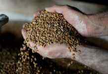 Окупанти мають намір продавати захоплене зерно в Північну Америку, – Reuters