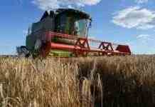 Урожай-2022: скільки Україна збере пшениці та скільки необхідно для споживання