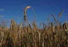 Експорт зерна через Туреччину: який буде розмір знижки