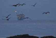 Світові ціни на нафту впали до мінімуму за місяць: що стало причиною