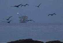 Ціни на нафту ростуть третій день поспіль: у чому причина